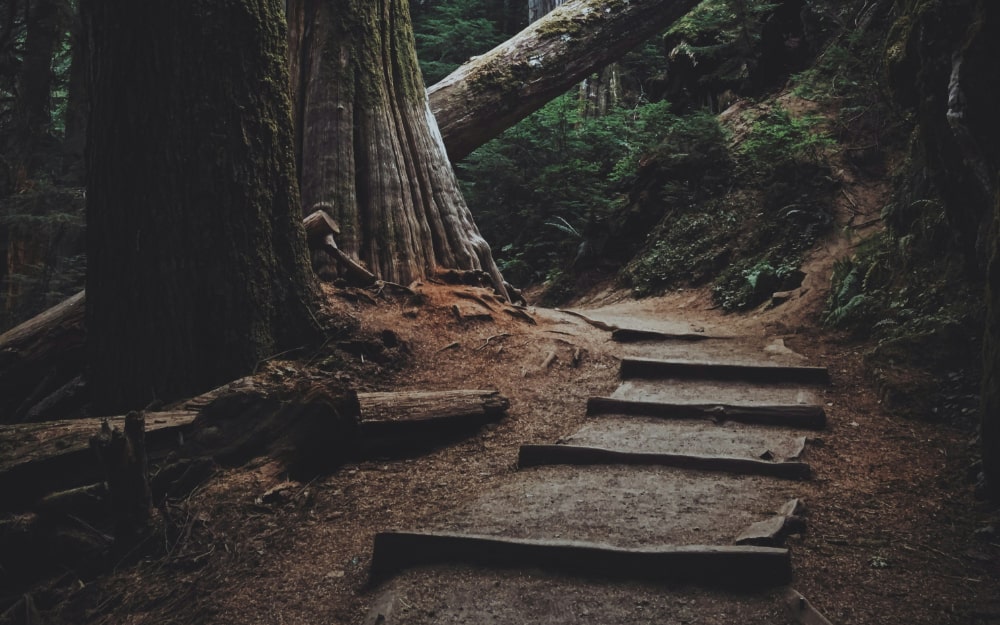 A large tree in a forest with rough steps along a path