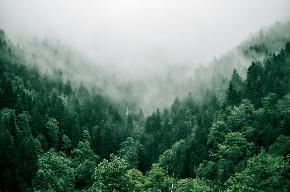 A valley with pine trees. Mist is hovering over the trees.